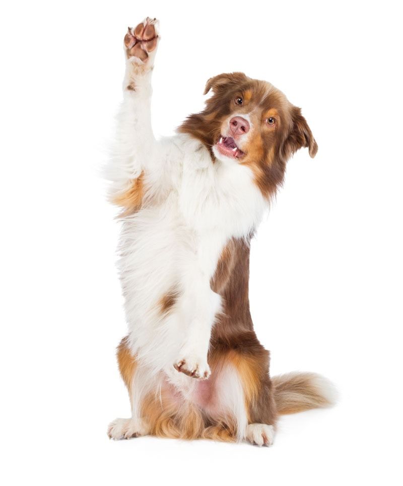 dog_edited